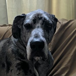 Meet your Posher, Alan